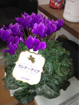 セレナーディア｜「フローリストとうじょう」　（福島県伊達市の花キューピット加盟店 花屋）のブログ