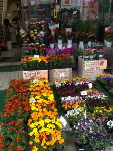 パンジー＆ビオラ祭　マリーゴールドＲＵＳＨ！｜「フローリストとうじょう」　（福島県伊達市の花キューピット加盟店 花屋）のブログ