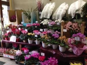 たくさんの鉢物でいっぱいです！｜「フローリストとうじょう」　（福島県伊達市の花キューピット加盟店 花屋）のブログ