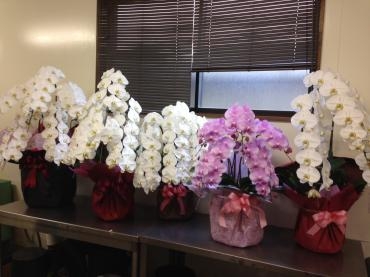 新築御祝いのお届けもの｜「フローリストとうじょう」　（福島県伊達市の花キューピット加盟店 花屋）のブログ